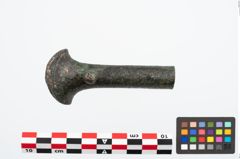 Foto von Bronzeortband (NHMW-PRAE-025481)
